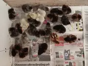 Annonsbild