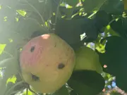 Annonsbild
