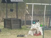 Annonsbild