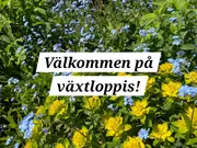 Annonsbild