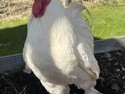 Annonsbild