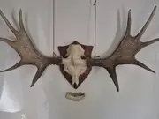 Annonsbild
