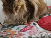 Annonsbild