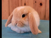 Annonsbild