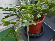 Annonsbild