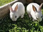 Annonsbild