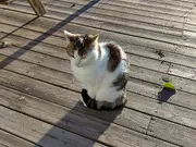 Annonsbild