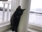 Annonsbild