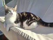 Annonsbild