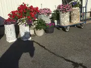 Annonsbild