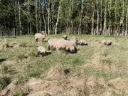 Annonsbild