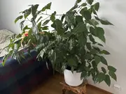 Annonsbild
