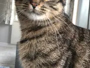 Annonsbild