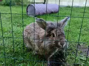 Annonsbild