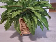 Annonsbild