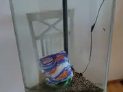 Annonsbild