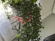 Annonsbild