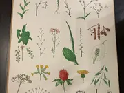 Annonsbild