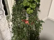 Annonsbild