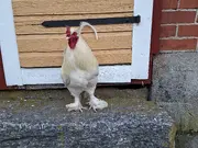 Annonsbild