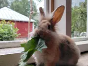 Annonsbild