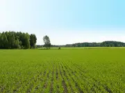 Annonsbild