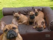 Annonsbild