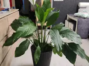 Annonsbild