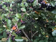 Annonsbild