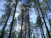 Annonsbild