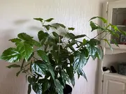Annonsbild