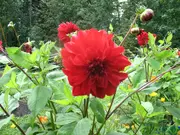 Annonsbild