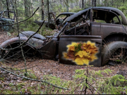 Annonsbild