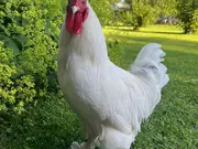 Annonsbild
