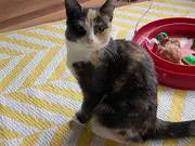 Annonsbild