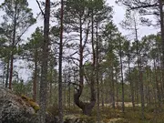 Annonsbild