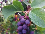 Annonsbild