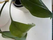 Annonsbild