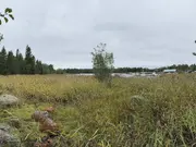 Annonsbild