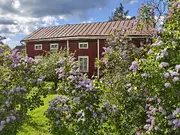 Annonsbild