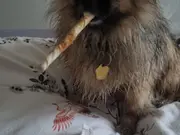 Annonsbild