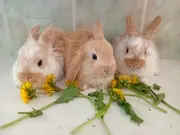 Annonsbild