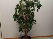 Annonsbild