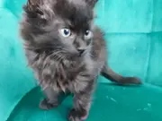 Annonsbild