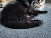 Annonsbild