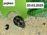 Annonsbild