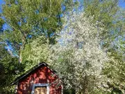 Annonsbild