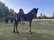 Annonsbild