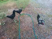 Annonsbild