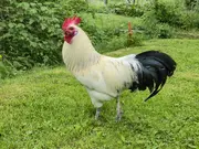 Annonsbild